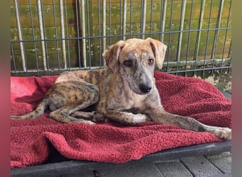 ♥NICKY♥ am 11. Okt bei "Tiere suchen ein Zuhause" - hübsche, verschmuste, aufgeweckte Juniorin 45 cm