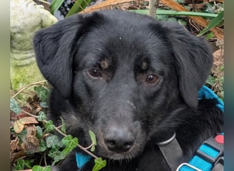 ♥MARIA♥ auf Pflegestelle bei Köln - süße, ruhige, unkomplizierte Junghündin 43 cm