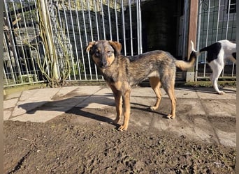 ♥FEE♥ auf Pflegestelle bei Köln - hübsche, ruhige, eher zurückhaltende, unkomplizierte Juniorin 49cm