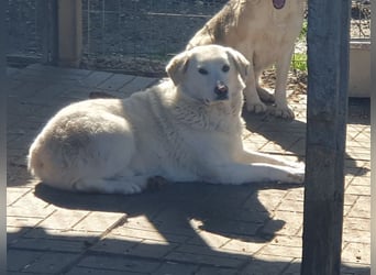 ♥JANOSCH♥ hübscher, sehr lieber, anfangs noch vorsichtiger Labrador-Mix-Rüde 48 cm