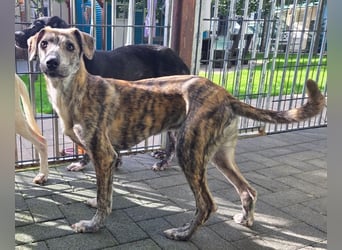 ♥NICKY♥ am 11. Okt bei "Tiere suchen ein Zuhause" - hübsche, verschmuste, aufgeweckte Juniorin 45 cm