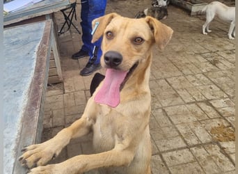 ♥FOXY♥ ganz lieber, fröhlicher, goldfarbener Blitz, der noch nie in Freiheit toben durfte 48 cm