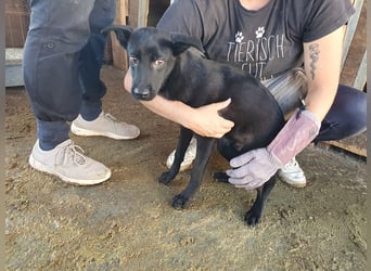 ♥BLACKY♥ wunderschöne, sanfte, sensible Seele, die schon so erschöpft ist 41 cm