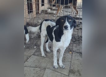 ♥SANCHO♥ wunderbarer, hübscher, anhänglicher, sensibler Jungrüde 48 cm