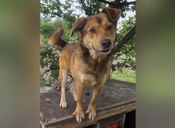 ♥CODY♥ bildhübscher, ganz verschmuster und lieber Rüde, der so die Nähe von Menschen sucht 48cm