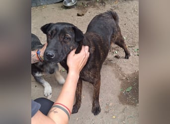 ⭐️ZANA⭐️, Knutschkugel, Hündin, 8,5 Jahre, 45 cm, Mischling, Tierschutz Rumänien