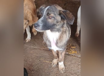 ♥CLARA♥ niedliche, verspielte Junghündin, die aktuell zu dünn ist - mittelgroß