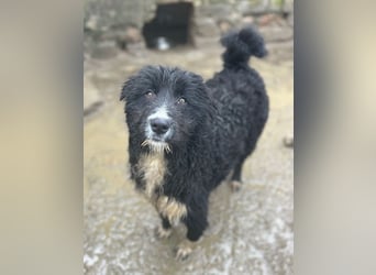 ⭐️GIAN⭐️, toller Begleiter, Rüde, 1 Jahr, 50 cm, Mischling, Tierschutz Rumänien
