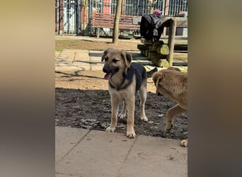 ♥DINA♥ auf Pflegestelle bei Köln-hübsches, liebes, verspieltes Welpenmädchen 42cm