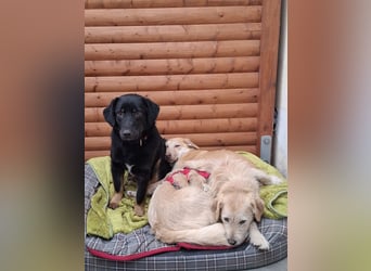 ♥MARIA♥ auf Pflegestelle bei Köln - süße, ruhige, unkomplizierte Junghündin 43 cm