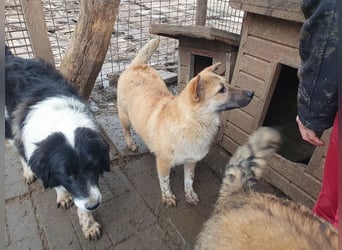 ♥ALESSIA♥ zuckersüße, ganz liebe Junghündin, die viel zu geben hat und kaum etwas erwartet 47 cm