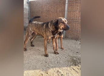 ⭐️ZICO⭐️, besonderes Seelchen, Rüde, 4 Jahre, 48 cm, Mischling, Tierschutz Rumänien