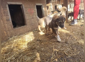 ♥ALISON♥ bezaubernde, verschmuste Junghündin voller Lebensfreude 49 cm