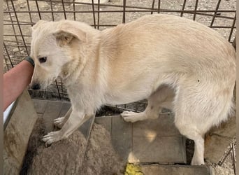 ♥ELLA♥ besonders hübsche, sanfte, noch vorsichtige Hündin 49 cm