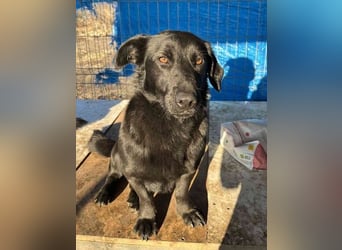 ⭐️COSTEL⭐️, lieber Charakter-Kopf, Rüde, 3,5 Jahre, 42 cm, Mischling, Tierschutz Rumänien