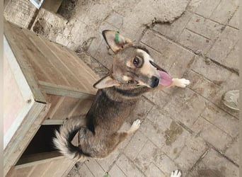 ♥NASIRA♥ fröhliche, verschmuste und aufgeschlossene Hundedame 50 cm