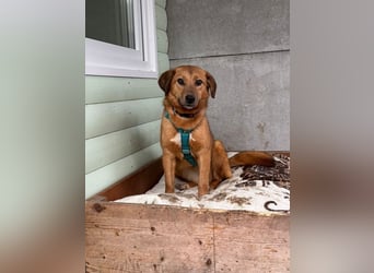 ♥BECKY♥ auf Pflegestelle in Köln - zuckersüße, hübsche, noch vorsichtige Hündin 45cm