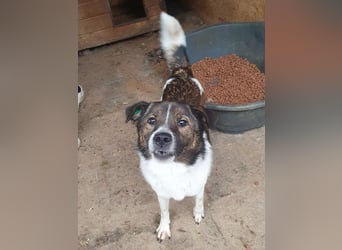 ♥LUCA♥ wunderschöner, total verschmuster, sehr menschenbezogener, sportlicher Junior 42 cm