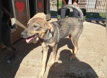 ♥FEE♥ hübsche, braun-grau gestromte Juniorin mit einem ganz besonders feinen Wesen 45 cm (wachsend)