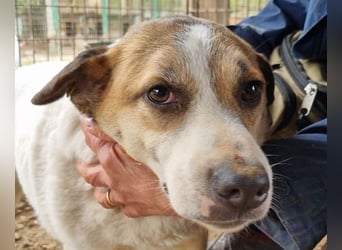 ♥MONTANA♥ süße, unkomplizierte, liebe, ruhige Hündin, die schon 2 Jahre im Tierheim wartet 49 cm