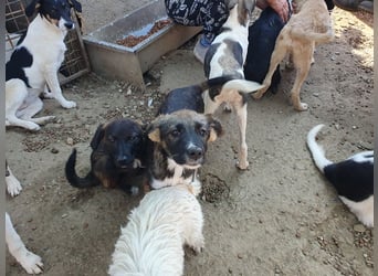 ♥HAZEL♥ wunderschöne, ganz menschenbezogene Herzenshündin - wird mittelgroß