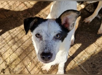 ♥KOBOLD♥ hübscher, sehr lieber Rüde 45 cm - wer schenkt ihm ein Zuhause?