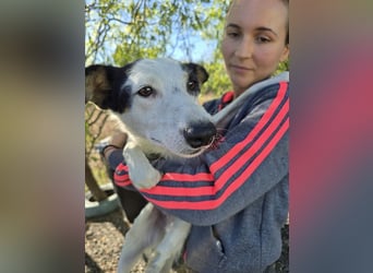 ♥MONI♥ ab 9. Okt auf Pflegestelle bei Köln - hübsche, ganz zutrauliche und liebe Hündin 43cm