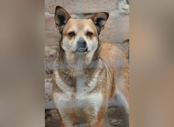 ⭐️KODA⭐️, vorsichtiger Rüde, 4,5 Jahre, 45 cm, Mischling, Tierschutz Rumänien