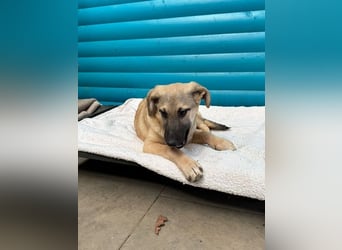 ♥DIDI♥ auf Pflegestelle bei Köln - bezaubernder, verspielter Welpenjunge 44cm - wird mittelgroß