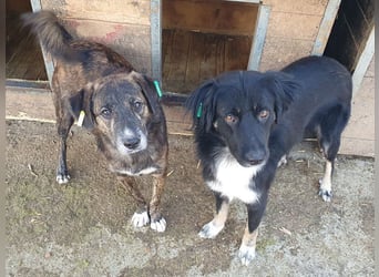 ♥RUSTY♥ unfassbar verschmuster und kuschelbedürftiger, wunderschöner, gestromter Junghund 49 cm