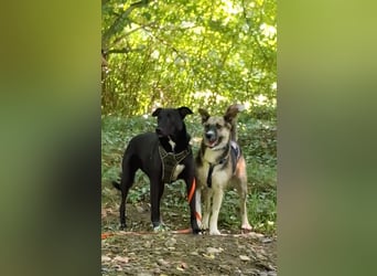 OLIVIA, Traumhündin, 2 Jahre, 50 cm, Pflegestelle 53773, Tierschutz Rumänien
