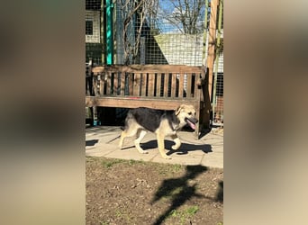 ♥DINA♥ auf Pflegestelle bei Köln-hübsches, liebes, verspieltes Welpenmädchen 42cm