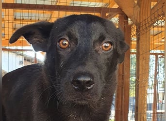 ♥BLACKY♥ wunderschöne, sanfte, sensible Seele, die schon so erschöpft ist 41 cm