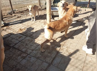 ♥SANTOS♥ anhänglicher, fröhlicher, aktiver, ganz toller Rüde 44 cm