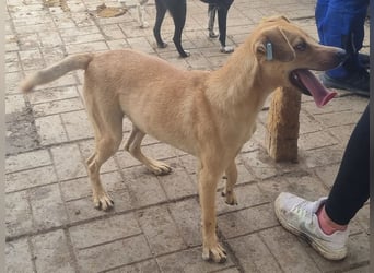 ♥FOXY♥ ganz lieber, fröhlicher, goldfarbener Blitz, der noch nie in Freiheit toben durfte 48 cm