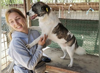 ♥SALLY♥ bildhübsche, ausgesprochene temperamentvolle und ganz menschenbezogene Hündin 46 cm