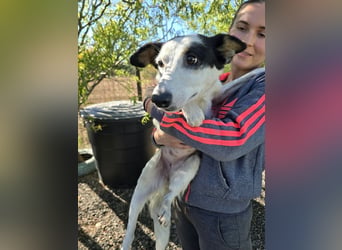 ♥MONI♥ ab 9. Okt auf Pflegestelle bei Köln - hübsche, ganz zutrauliche und liebe Hündin 43cm