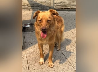 ♥MANOLO♥ neu auf Pflegestelle bei Köln - süßer, knuffiger, aufgeweckter Junghund 44 cm