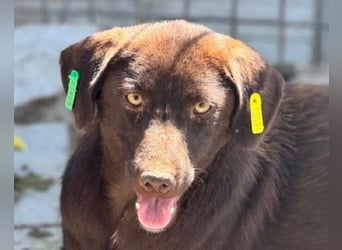♥MISSY♥ ab 15. Aug auf Pflegestelle in Köln - süße, zierliche, noch etwas vorsichtige Hündin 45cm