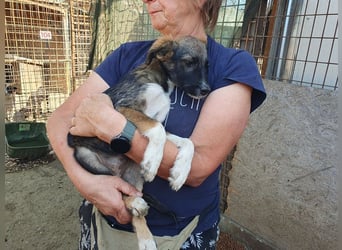 ♥HAZEL♥ wunderschöne, ganz menschenbezogene Herzenshündin - wird mittelgroß