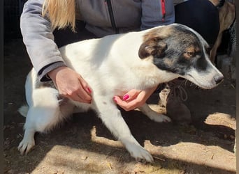 ♥BRAN♥ wunderschöner, ganz lieber, anfangs noch zurückhaltender Junghund 48 cm