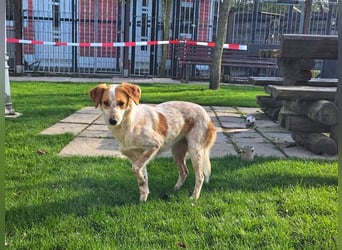 ♥LUZ♥ neu auf Pflegestelle bei Köln - süße, wunderschöne, noch zurückhaltende Junghündin 41 cm