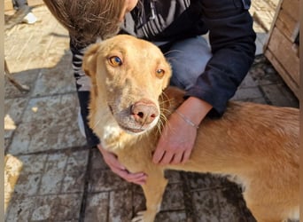 ♥SANTOS♥ anhänglicher, fröhlicher, aktiver, ganz toller Rüde 44 cm