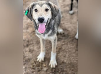 ♥BABU♥bildschöner Prachtjunge,den wir mit seinem besonderen Charme gleich ins Herz geschlossen haben