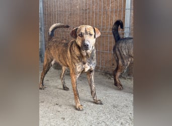 ⭐️ZICO⭐️, besonderes Seelchen, Rüde, 4 Jahre, 48 cm, Mischling, Tierschutz Rumänien