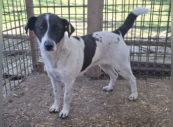 ♥AFRICA♥ zuckersüße, hübsche, noch unsichere Juniorin 42 cm