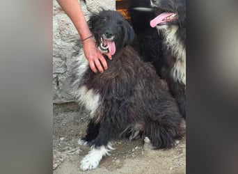 ⭐️GIRLIE⭐️, wundervolle Junghündin, 1 Jahr, 48 cm, Mischling, Tierschutz Rumänien