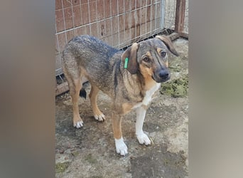 ♥STACY♥ süße, liebe, noch zurückhaltende Junghündin, die mit Liebe und Zeit aufblühen wird 45 cm