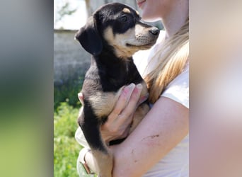 ⭐️Bella⭐️, Zuckerstück, Welpenmädchen, 3 Monate, 25 cm (im Wachstum), Mischling, Tierschutz Rumänien