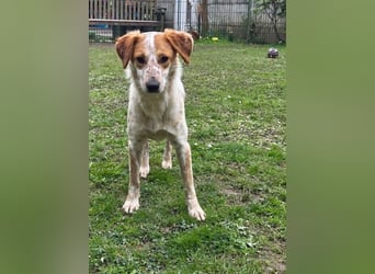 ♥LUZ♥ neu auf Pflegestelle bei Köln - süße, wunderschöne, noch zurückhaltende Junghündin 41 cm